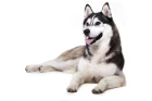 Sibiřský husky