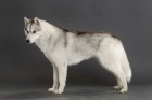 Sibiřský husky
