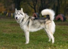 Sibiřský husky