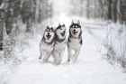 Sibiřský husky