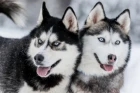 Sibiřský husky