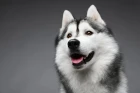 Sibiřský husky