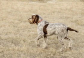 Italský spinone