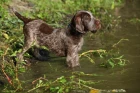 Italský spinone