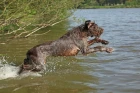 Italský spinone