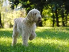 Italský spinone