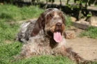 Italský spinone