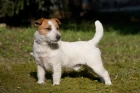 Jack Russell teriér