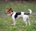 Jack Russell teriér
