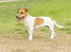 Jack Russell teriér
