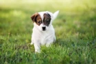 Jack Russell teriér