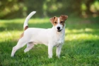 Jack Russell teriér