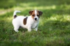 Jack Russell teriér