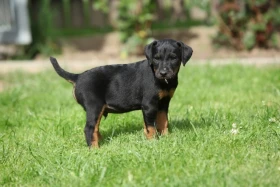 Jagdteriér