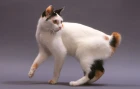 Japonský bobtail
