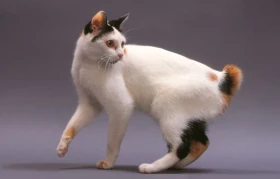 Japonský bobtail
