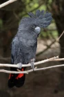 Kakadu havraní