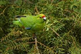 Kakariki žlutočelý