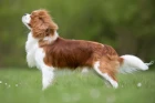 Kavalír king charles španěl