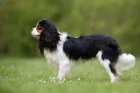 Kavalír king charles španěl