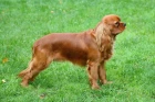 Kavalír king charles španěl