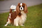 Kavalír king charles španěl