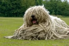 Komondor