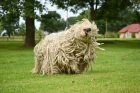 Komondor