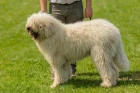 Komondor