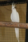 Korela albino