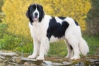 Landseer