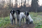 Landseer