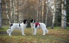 Landseer