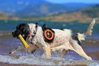 Landseer