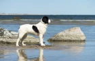 Landseer