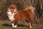 Lapinkoira