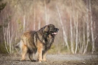 Leonberger