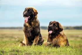 Leonberger