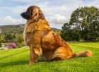 Leonberger