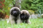 Leonberger