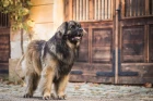 Leonberger
