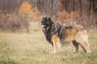 Leonberger