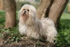 Lhasa Apso
