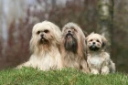 Lhasa Apso