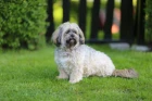 Lhasa Apso