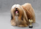Lhasa Apso