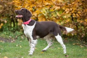 Malý münsterlandský ohař