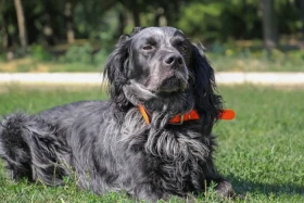 Modrý pikardský ohař dlouhosrstý