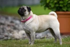 Mops