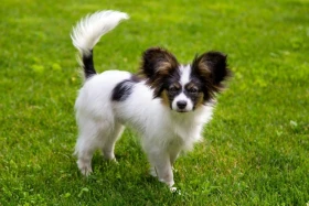 Malý kontinentální španěl